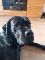 Stoere lobbes zoekt huis met ruimte., Dieren en Toebehoren, Honden | Niet-rashonden, Reu, Groot, Eén hond, 3 tot 5 jaar