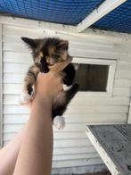 Prachtige Ragdoll poesje x, Dieren en Toebehoren, Poes