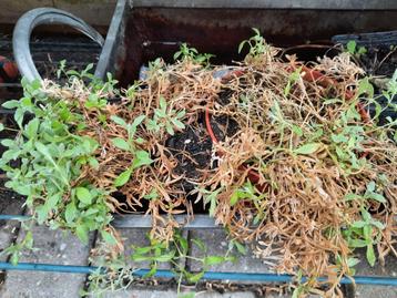 Viltige hoornbloem, bloei wit beschikbaar voor biedingen