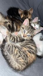 Schattige kitten, Meerdere dieren