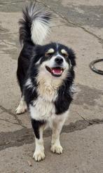 Mooie meisje zoekt huis., Dieren en Toebehoren, Honden | Niet-rashonden, Particulier, Rabiës (hondsdolheid), Buitenland, Teef