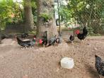 Ancona kriel zeldzaam Broedeieren, Dieren en Toebehoren, Pluimvee, Meerdere dieren, Kip