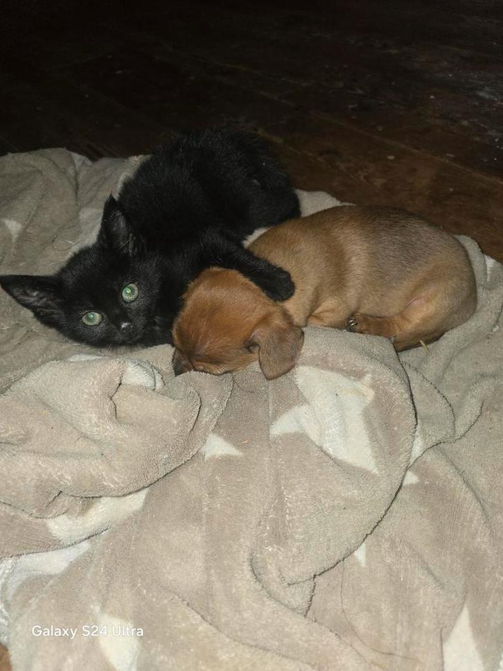 Nestje 4 pups jackrussel laagbenig klein model, Dieren en Toebehoren, Honden | Jack Russells en Terriërs, Teef, Jack Russell Terriër