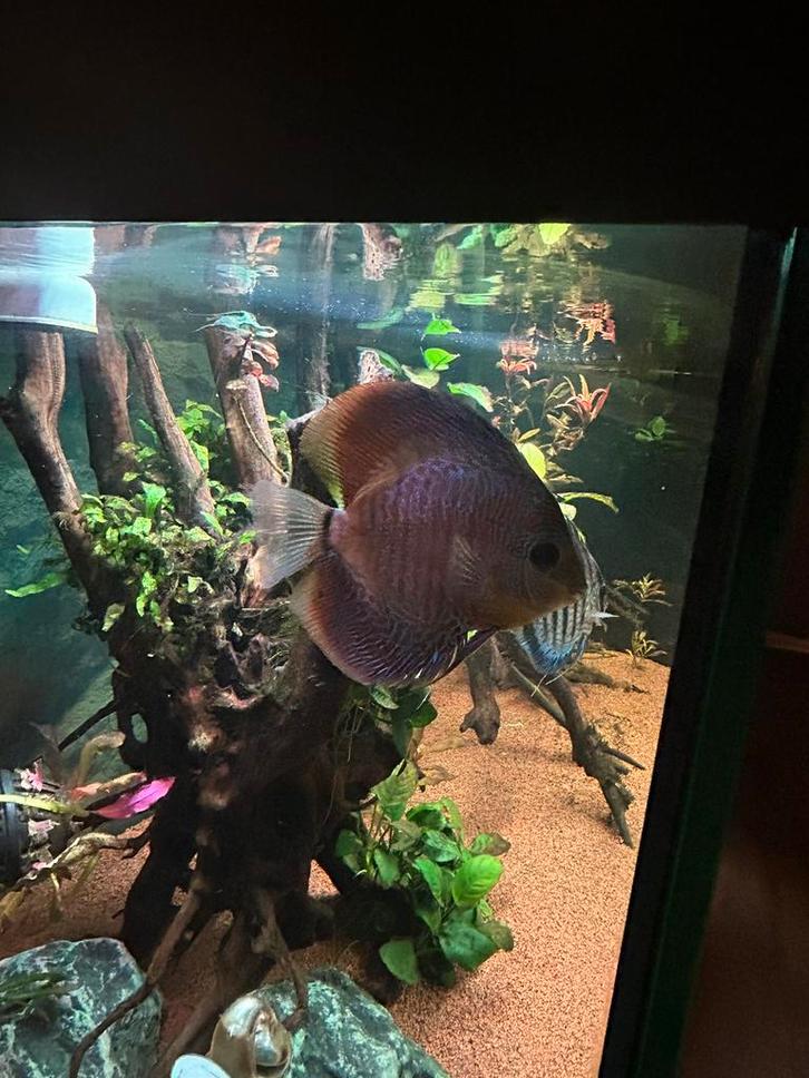 discus vissen, Dieren en Toebehoren, Vissen | Aquariumvissen, Vis
