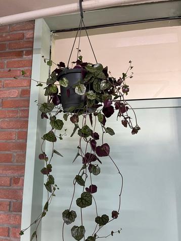 Senecio Mikanioides  beschikbaar voor biedingen