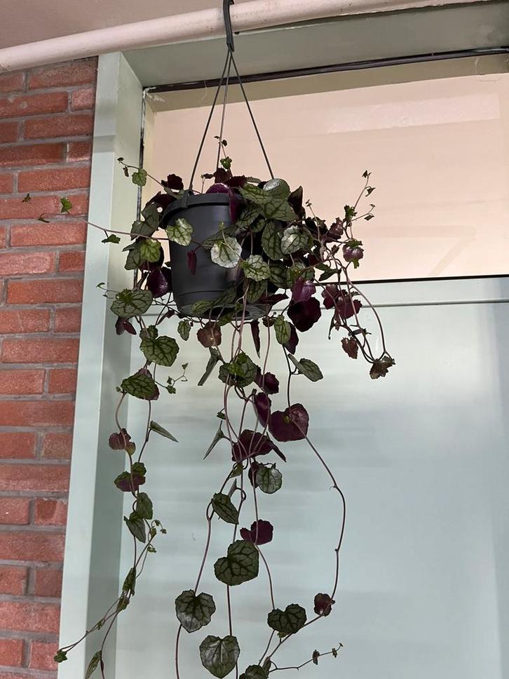 Senecio Mikanioides, Huis en Inrichting, Kamerplanten, Overige soorten, Minder dan 100 cm, Halfschaduw, Ophalen of Verzenden