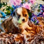 Pomchi , nwe foto,s...speciale kleurtjes..., Overige rassen, CDV (hondenziekte), 8 tot 15 weken, Meerdere