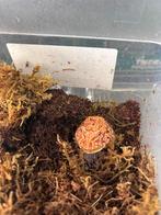verschillende Pacman frogs, Amfibie, 0 tot 2 jaar