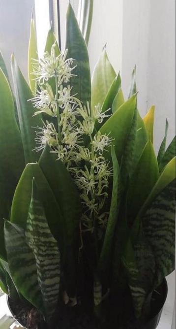 bio Sanseveria ook vrouwentong genoemd is een Luchtzuivering beschikbaar voor biedingen