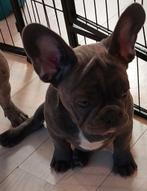 Franse Bulldog pups. Laatste reutje, Ophalen of Verzenden, Nieuw