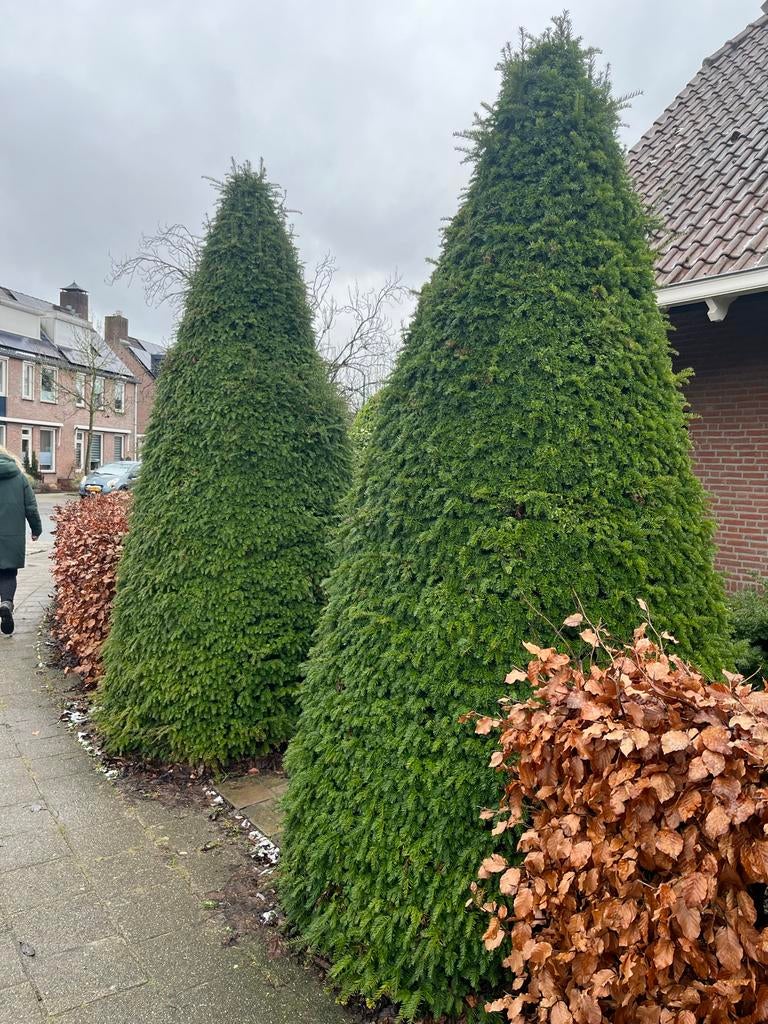 Grote kegelvormige coniferen 3 meter – zelf uitgraven, Bloeit niet, Overige soorten, 250 tot 400 cm, Ophalen