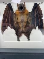 Vleermuis in lijst, Verzamelen, Ophalen of Verzenden, Nieuw, Insect, Opgezet dier