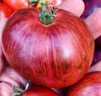 Persuasion - Tomaat zaden, Verzenden, Volle zon, Zaad