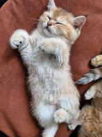 Schattige britse korthaar kittens te koop!, Dieren en Toebehoren, Katten en Kittens | Raskatten | Korthaar, Meerdere dieren, 0 tot 2 jaar