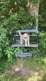 Te koop Irish soft coated wheaten terriër pups, Dieren en Toebehoren, Particulier, 8 tot 15 weken, Meerdere dieren, Parvo