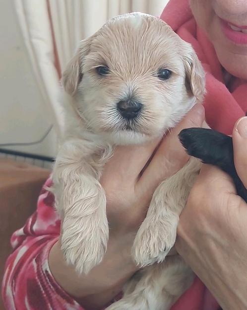 Kruising Havanezer x Toy- dwergpoedel pups, Dieren en Toebehoren, Honden | Chihuahua's en Gezelschapshonden, Meerdere dieren, Overige rassen