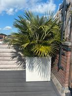 Palmboom, Ophalen, Volle zon, Palmboom, 100 tot 250 cm