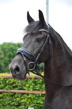 4 jarige veelzijdige friese merrie Tymen 503 x Mewes 438, Dieren en Toebehoren, Paarden, Merrie, B, Gechipt, Dressuurpaard