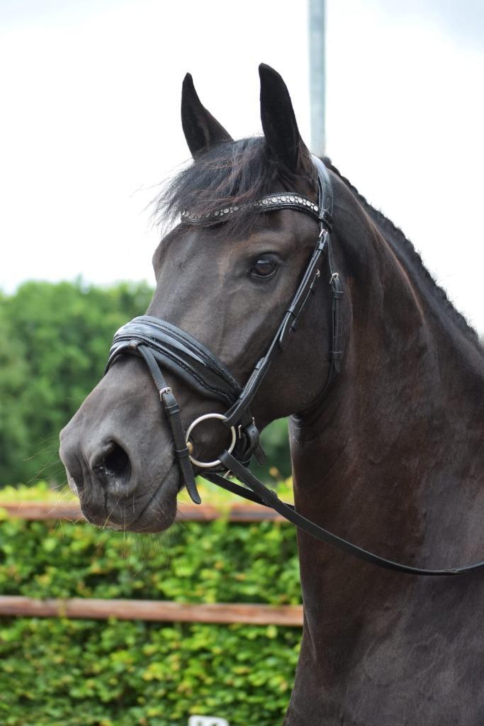 4 jarige veelzijdige friese merrie Tymen 503 x Mewes 438, Dieren en Toebehoren, Paarden, Merrie, B, 160 tot 165 cm, 3 tot 6 jaar