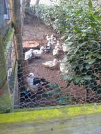 Kaapse eenden, Dieren en Toebehoren, Vrouwelijk, Eend