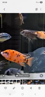 Aulonocara OB man (malawi cichlide), Dieren en Toebehoren, Vis