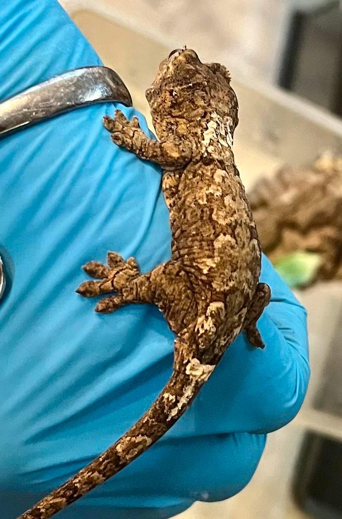 Chahoua White collar, Dieren en Toebehoren, Reptielen en Amfibieën, Hagedis, 0 tot 2 jaar