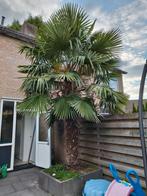 Trachycarpus fortunei (stamhoogte > 3m) - zelf uitgraven!, Tuin en Terras, Planten | Bomen, 250 tot 400 cm, Zomer, Palmboom, Ophalen