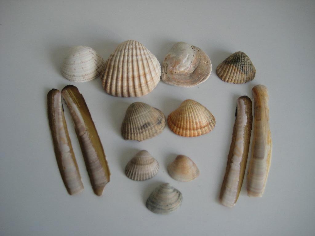 Zakje met schelpen, Ophalen of Verzenden, Zo goed als nieuw