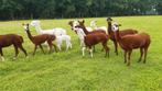 Groep alpacas, Dieren en Toebehoren, Overige Dieren, April, Meerdere dieren