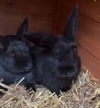 Dwerg konijntjes, Dieren en Toebehoren, Konijnen, Mannelijk, Dwerg, 0 tot 2 jaar