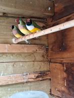 Gouldamadines, Dieren en Toebehoren, Vogels | Overige Vogels, Meerdere dieren, Tropenvogel