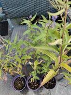 Verbena hastata, Tuin en Terras, Planten | Tuinplanten, Ophalen, Zomer, Overige soorten, Volle zon