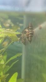 Helena slakken, Dieren en Toebehoren, Slak of Weekdier