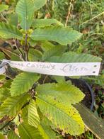 Tamme Castanje bomen €24,50, Tuin en Terras, Ophalen of Verzenden, Zomer, Volle zon, Overige soorten