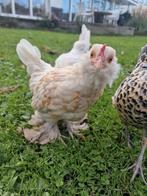 Ukkelse Baardkriel, Dieren en Toebehoren