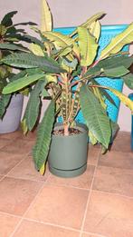 Madagascar Jewel Plantjes - 2 Jaar Oud, Huis en Inrichting, Kamerplanten, Vetplant, In pot, Minder dan 100 cm, Groene kamerplant