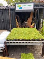 Sedum cassettes maak zelf uw groene dak, Tuin en Terras, Planten | Tuinplanten, Vaste plant, Ophalen of Verzenden, Overige soorten