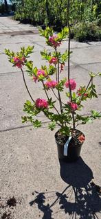 Rhododendron Homebush, Ophalen, Rhododendron, Struik, Minder dan 100 cm