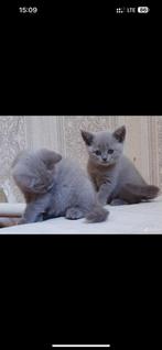 Cat, Poes