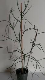Euforbia tirucalli kamerplant, Ophalen, 100 tot 150 cm, Overige soorten, Halfschaduw