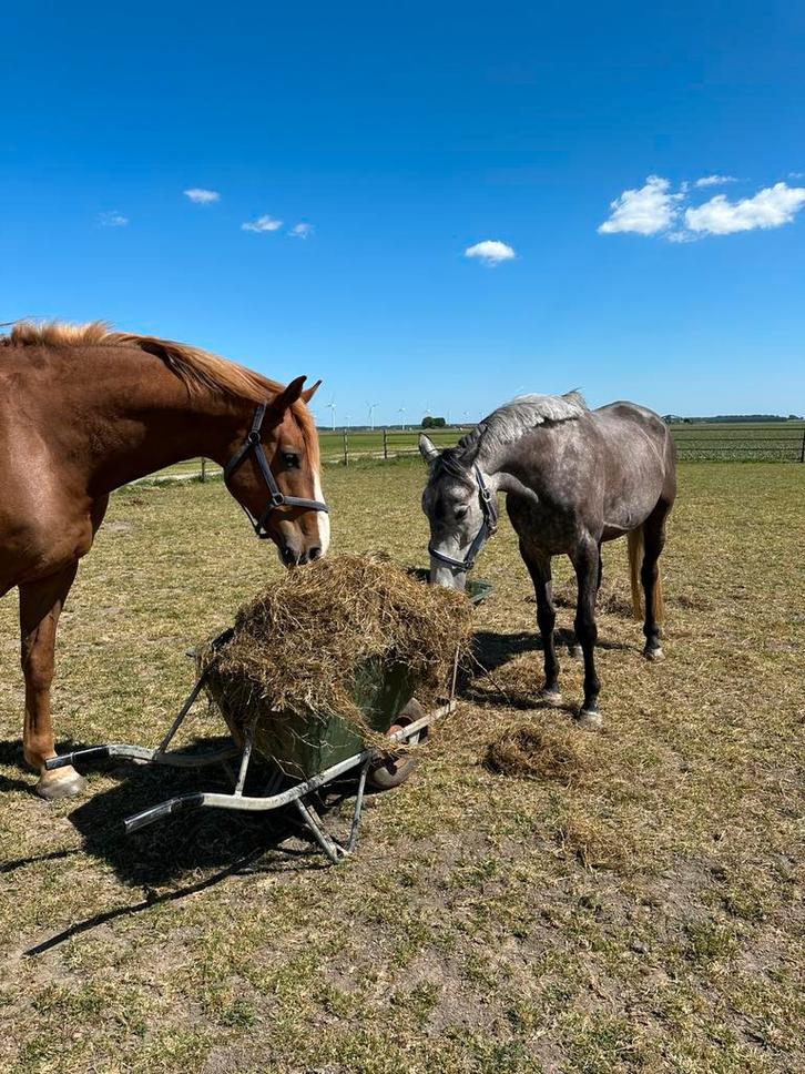 Verzorgster/verzorger gezocht 16+, Dieren en Toebehoren, Paarden en Pony's | Overige Paardenspullen, Gebruikt, Springen, Ophalen