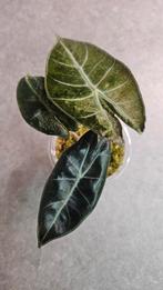 Alocasia Pink Dragon Stardust Variegata, Huis en Inrichting, Kamerplanten, Ophalen of Verzenden, Halfschaduw, Minder dan 100 cm