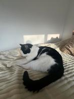 Kater, Dieren en Toebehoren, Katten en Kittens | Overige Katten, Kater