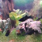 Gratis af te halen, Dieren en Toebehoren, Vis