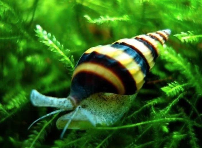 Helena slakken, Dieren en Toebehoren, Vissen | Aquariumvissen, Zoetwatervis, Slak of Weekdier, Schoolvis