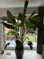 Nicolai strelitzia incl zelfwatergevende pot!, Huis en Inrichting, Kamerplanten, Ophalen, Overige soorten, In pot, 200 cm of meer