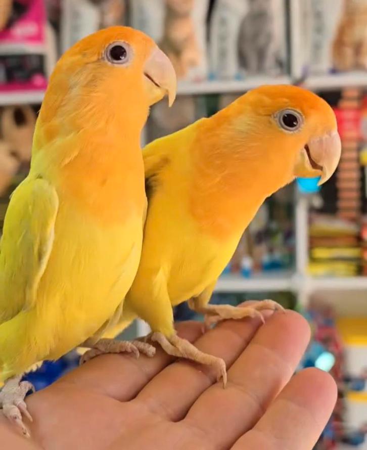 dwergpapegaaitjes diverse kleuren, Dieren en Toebehoren, Vogels | Parkieten en Papegaaien, Dwergpapegaai of Agapornis, Meerdere dieren