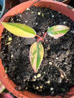Philodendron Strawberry Shake plant, Huis en Inrichting, Kamerplanten, Ophalen of Verzenden
