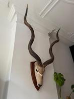 Antilope kop, Ophalen, Zo goed als nieuw, Overige soorten, Gewei of Kop