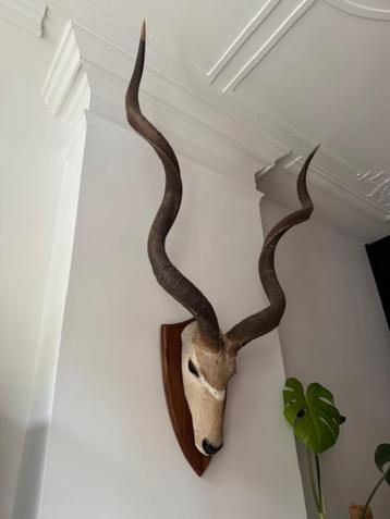 Antilope kop beschikbaar voor biedingen